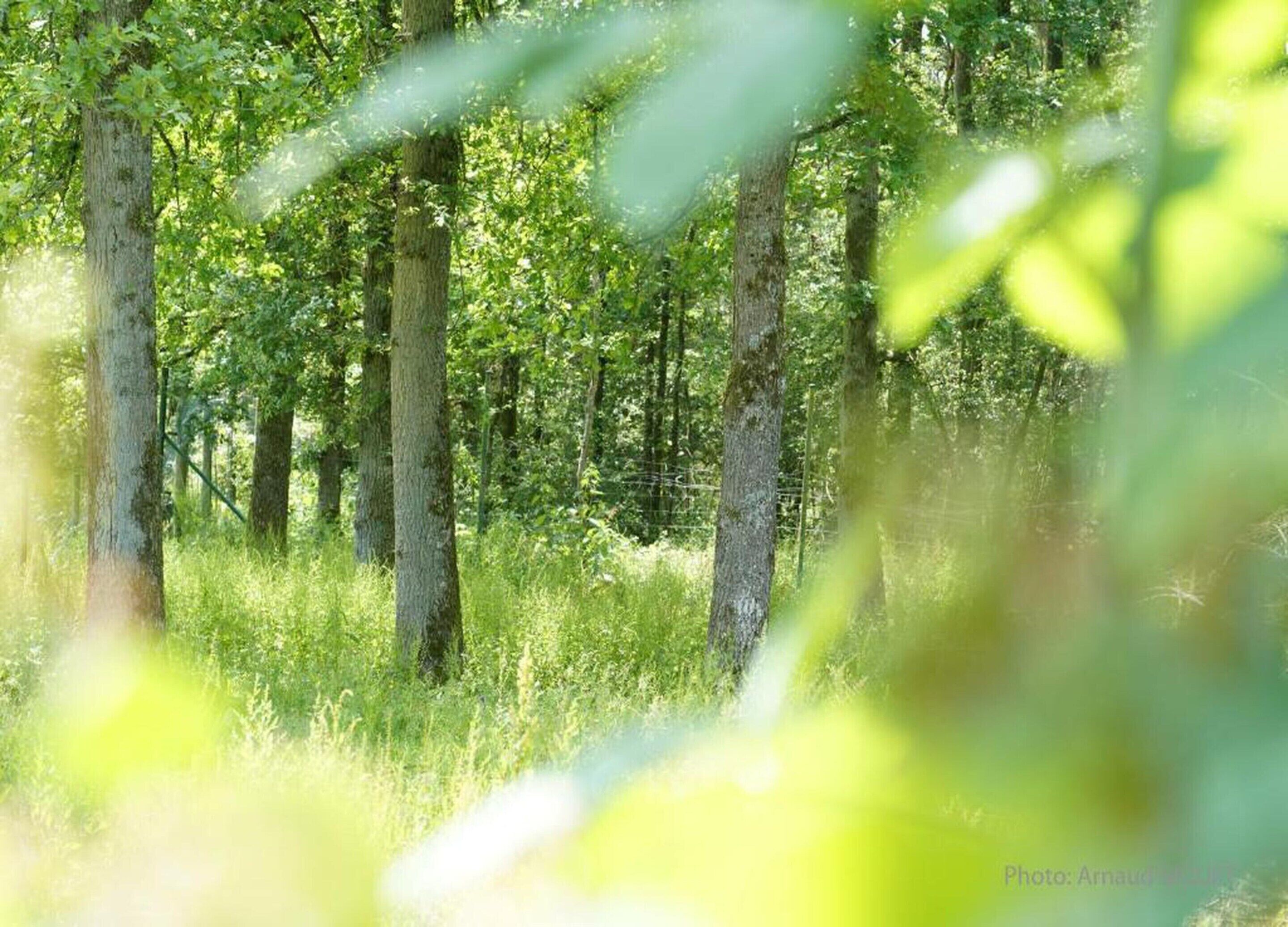 A forest scene with tall trees and dense foliage.