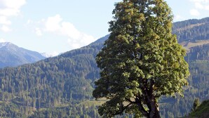 Esterni