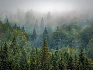 A dense forest with tall evergreen trees and a misty atmosphere. - Cozy Holiday Home in Oignies-en-Thiérache near Forest (Viroinval)