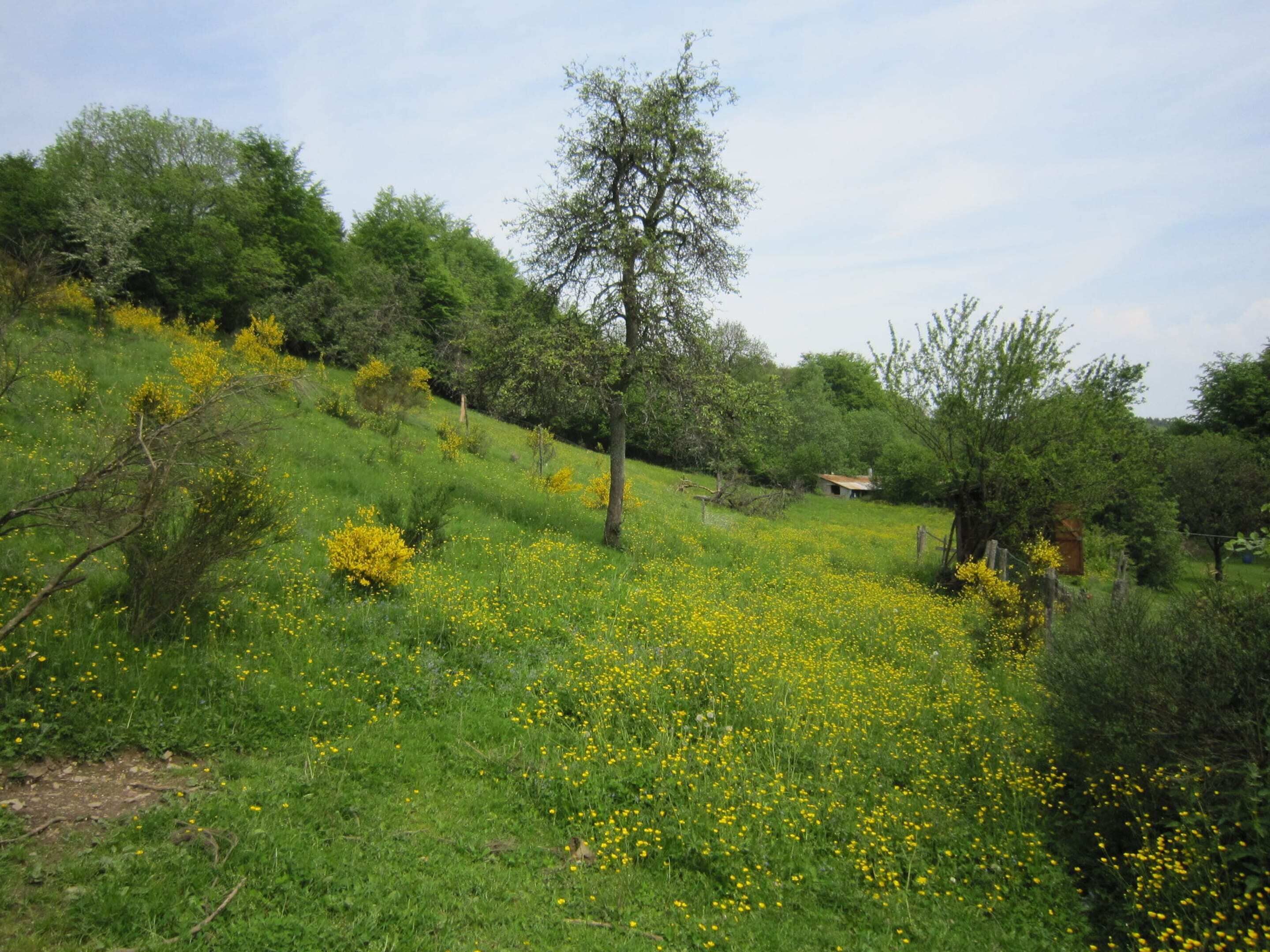 Paisagem rural com um campo gramado salpicado de flores amarelas, algumas árvores dispersas e um pequeno edifício ao longe.