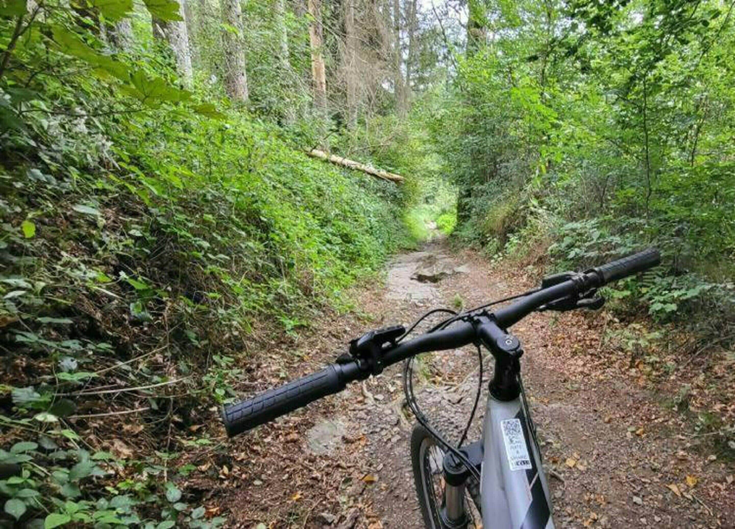Ein Mountainbike auf einem Waldweg.