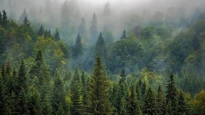 A dense forest with tall evergreen trees and a misty atmosphere. - Chalet in Belgium Surrounded by Nature (Viroinval)