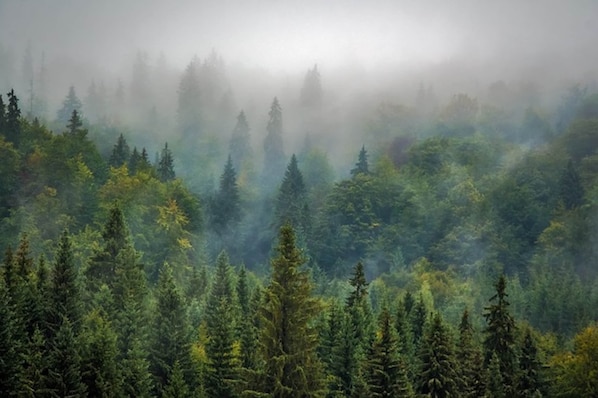 A dense forest with tall evergreen trees and a misty atmosphere. - Chalet in Belgium Surrounded by Nature (Viroinval)