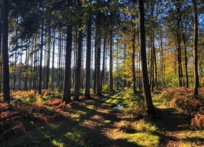 Een bosweg met hoge bomen en een mix van groen en bruin gebladerte.
