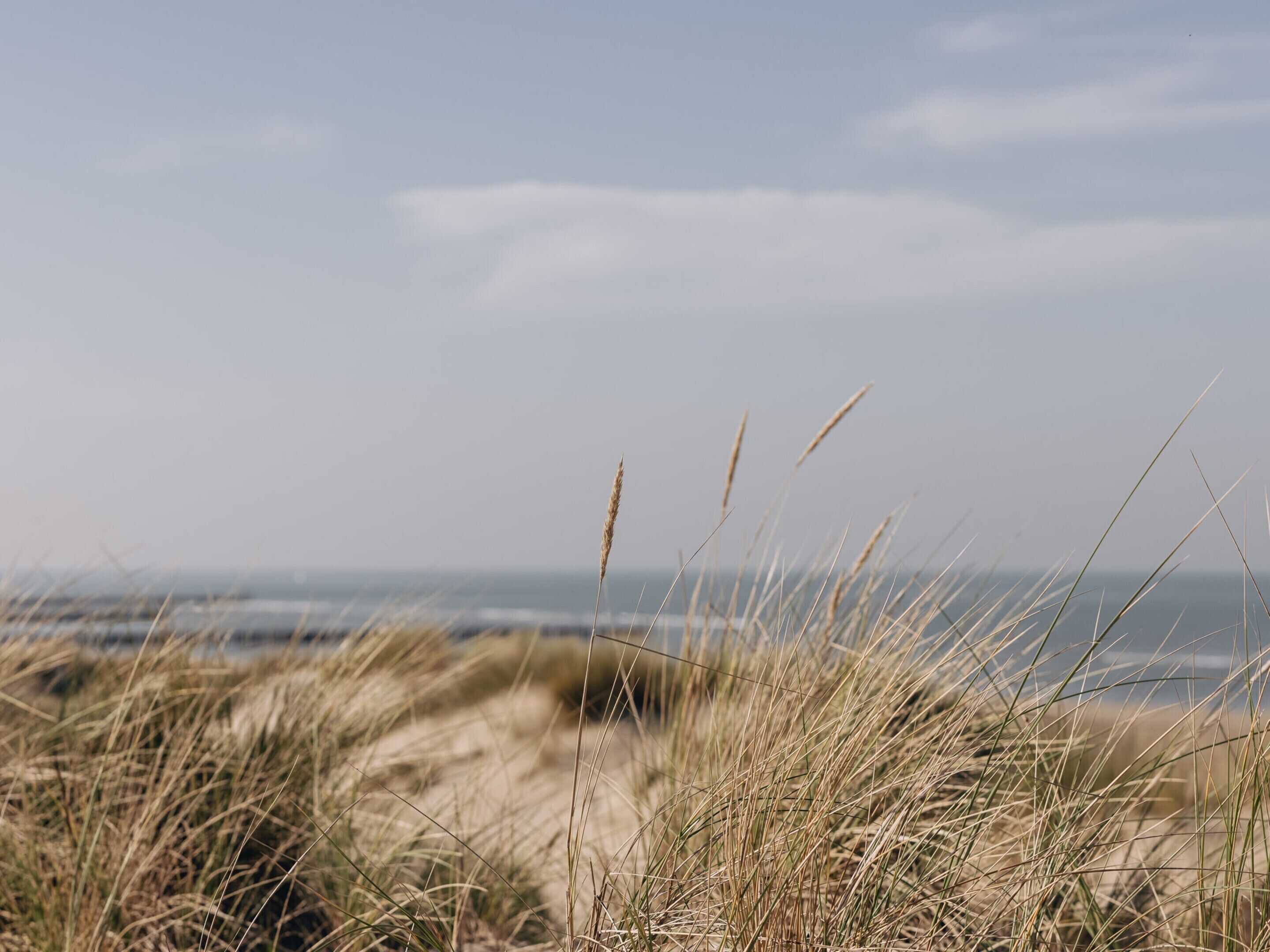 A beach with sand dunes and grasses in the foreground.