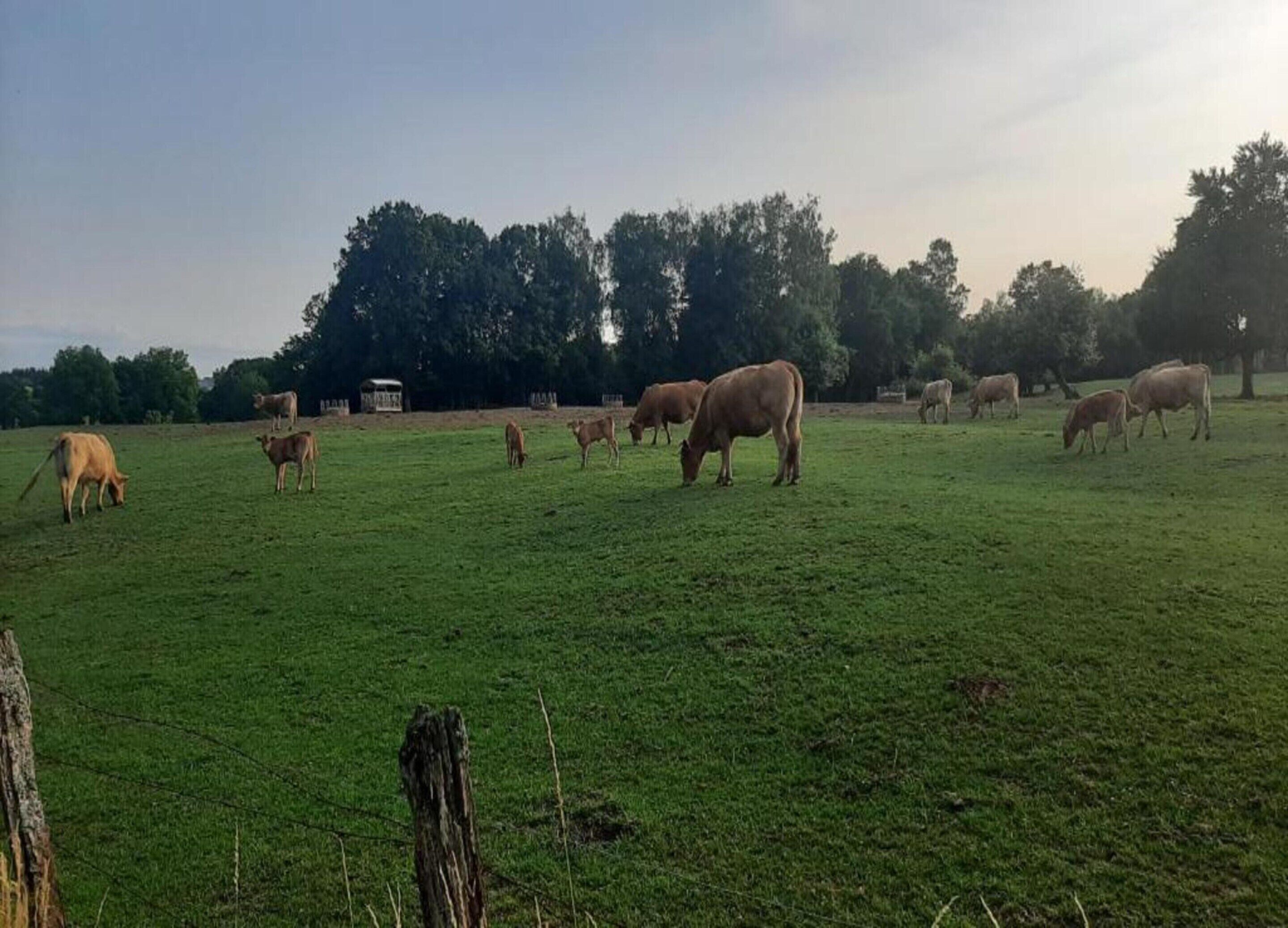 A grassy field with several cows grazing.