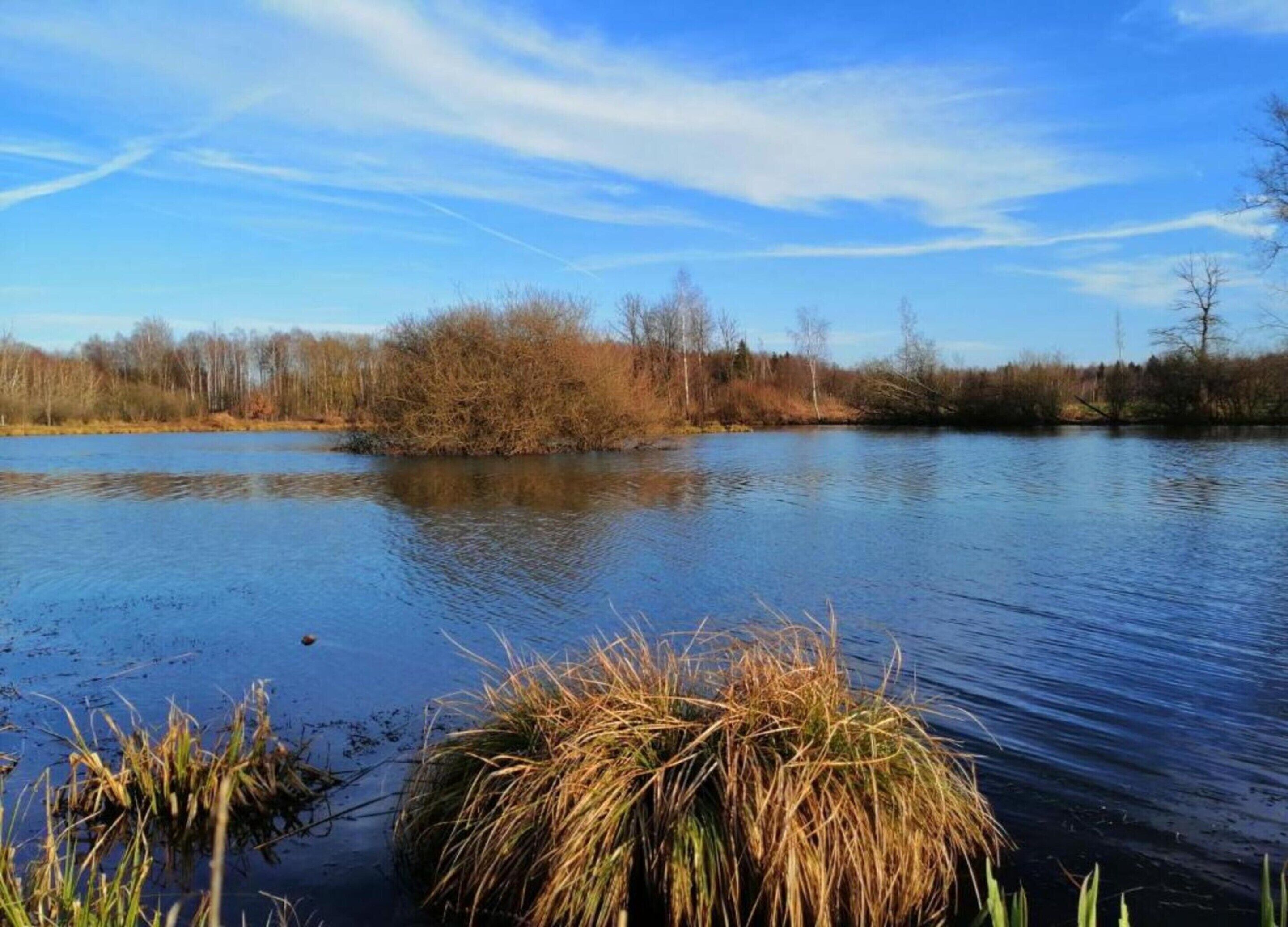 A calm river with reeds in the foreground and trees in the background.