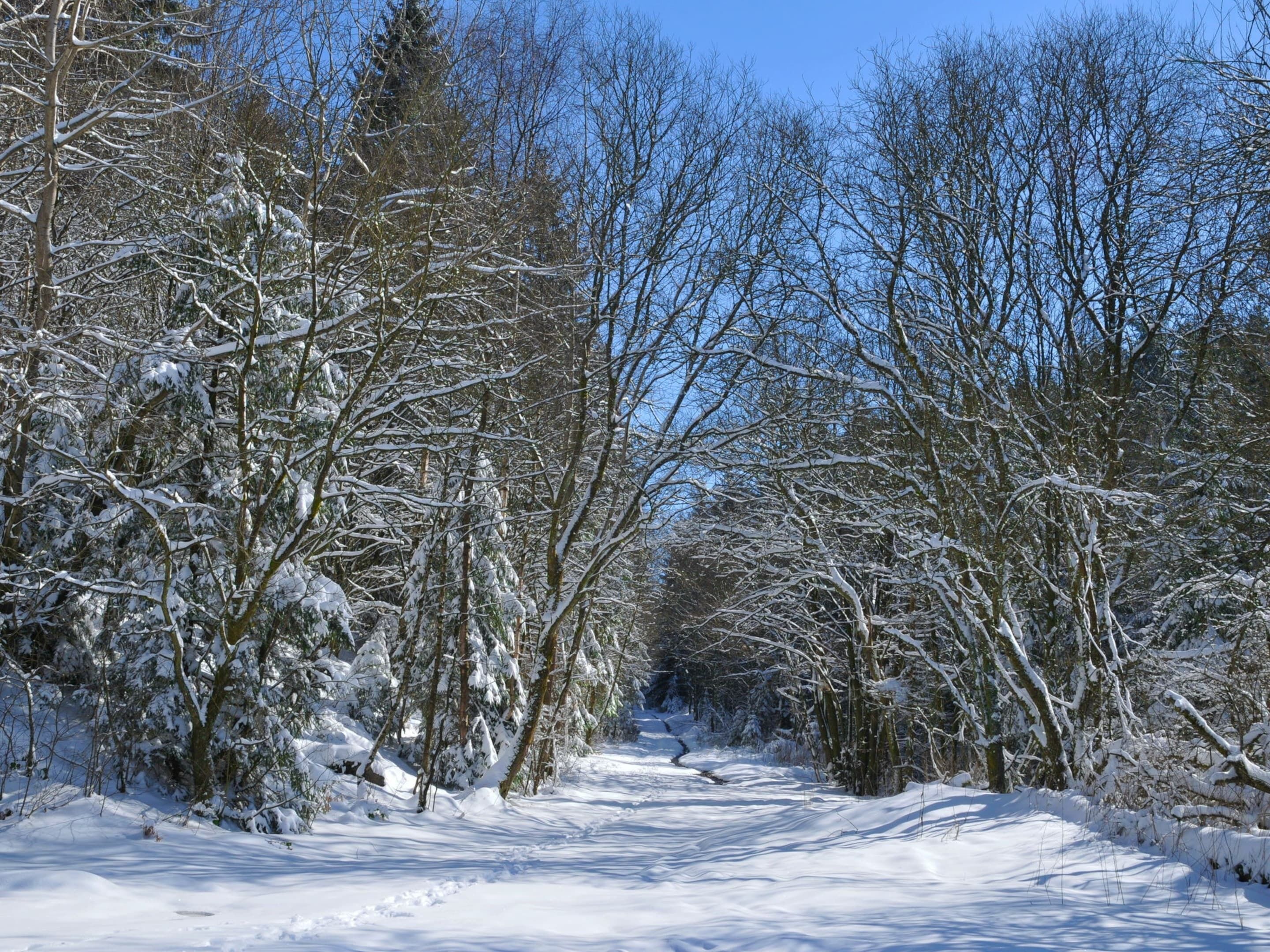 A snow-covered forest path with trees on both sides.