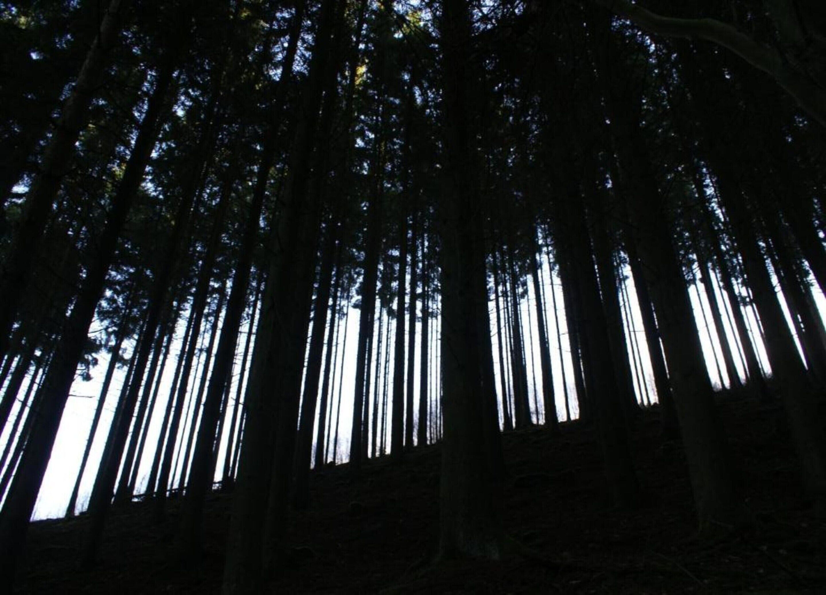Une forêt dense, avec de grands arbres et la lumière du soleil qui filtre à travers la canopée.