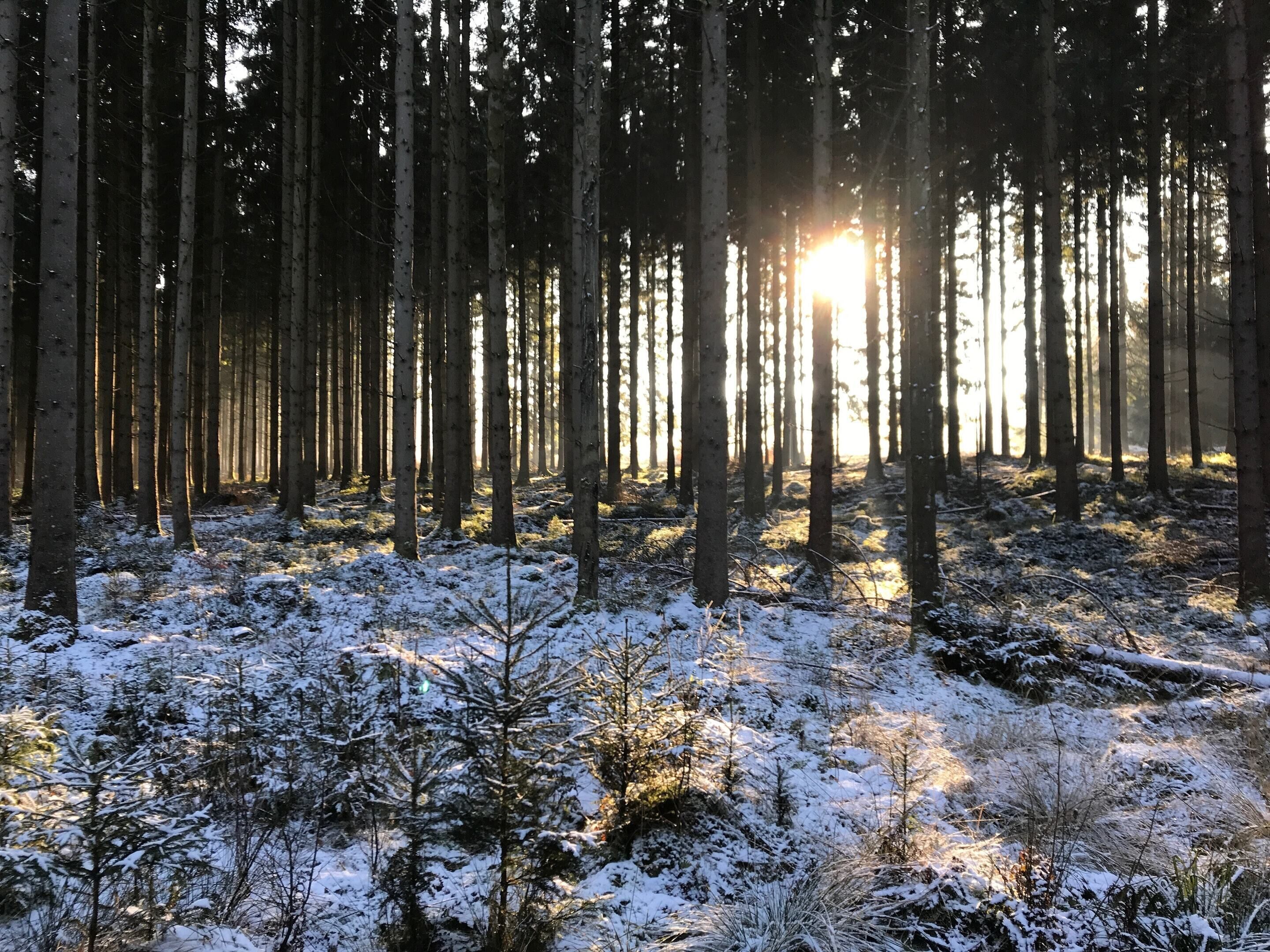 Ein Wald mit hoch aufragenden Bäumen und einer schneebedeckten Fläche.