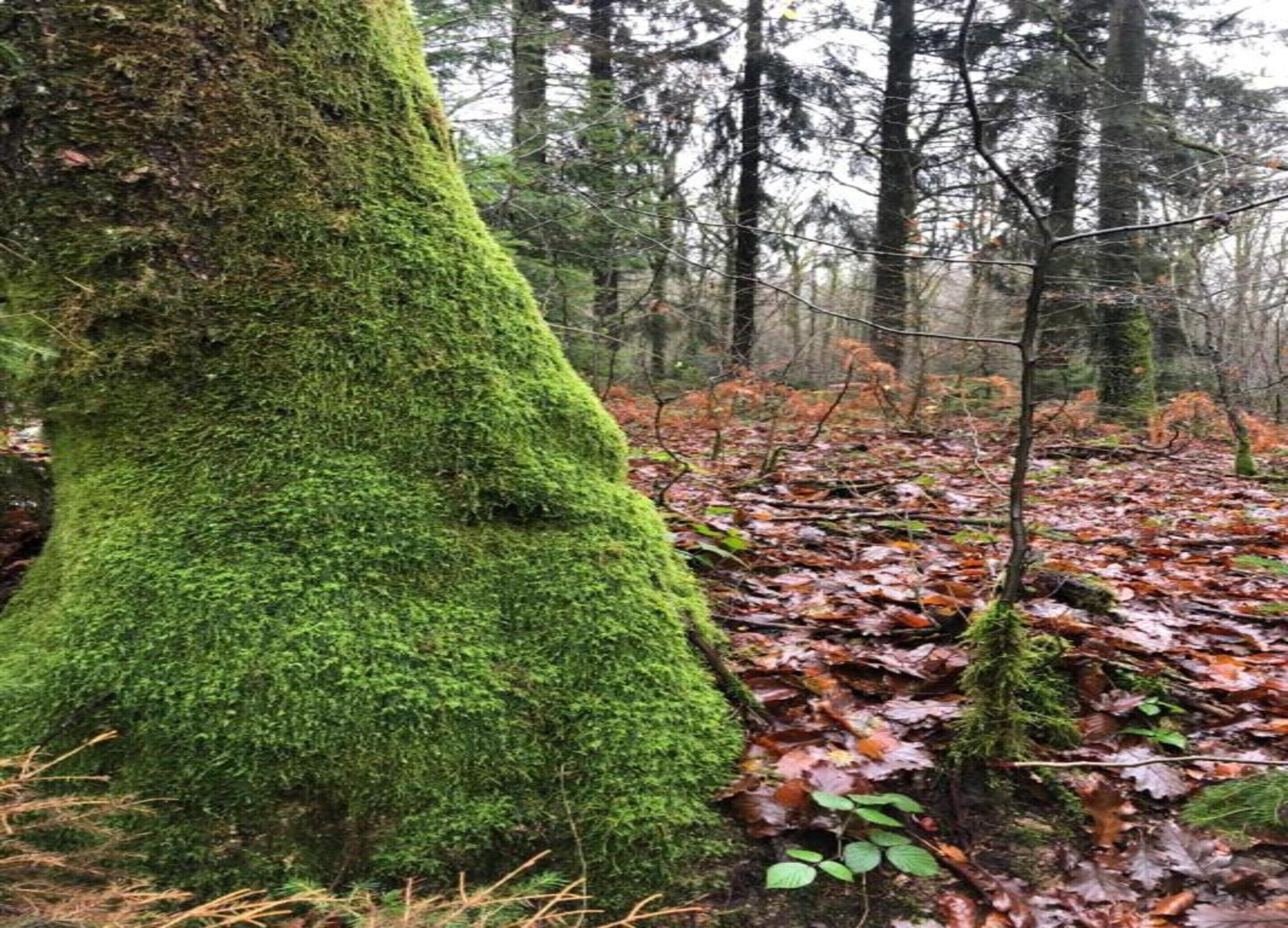 Un tronc d’arbre recouvert de mousse, dans une forêt où les feuilles mortes jonchent le sol.