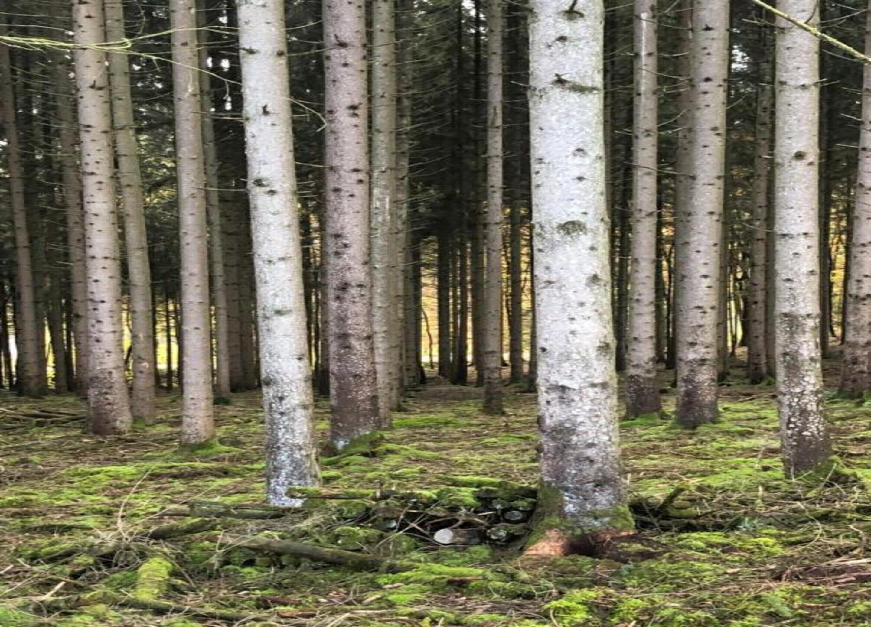 Un bosque denso con altos abedules y un suelo cubierto de musgo verde.