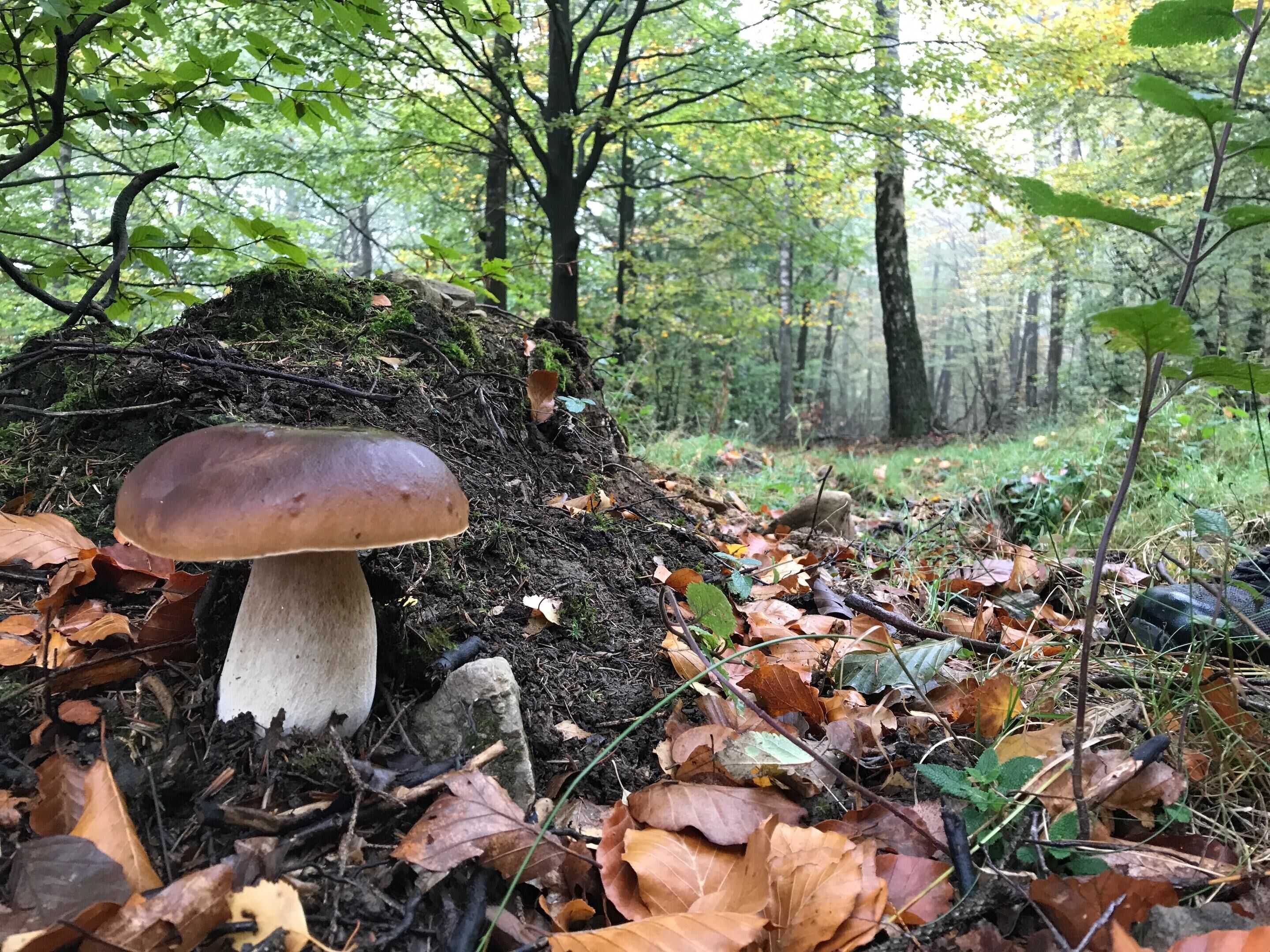 A forest scene with a large mushroom growing on a tree stump surrounded by fallen leaves.