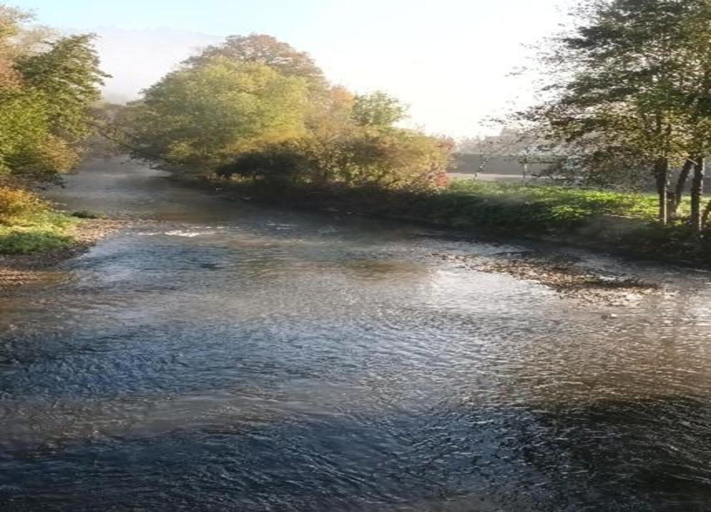 A river with trees on both sides.