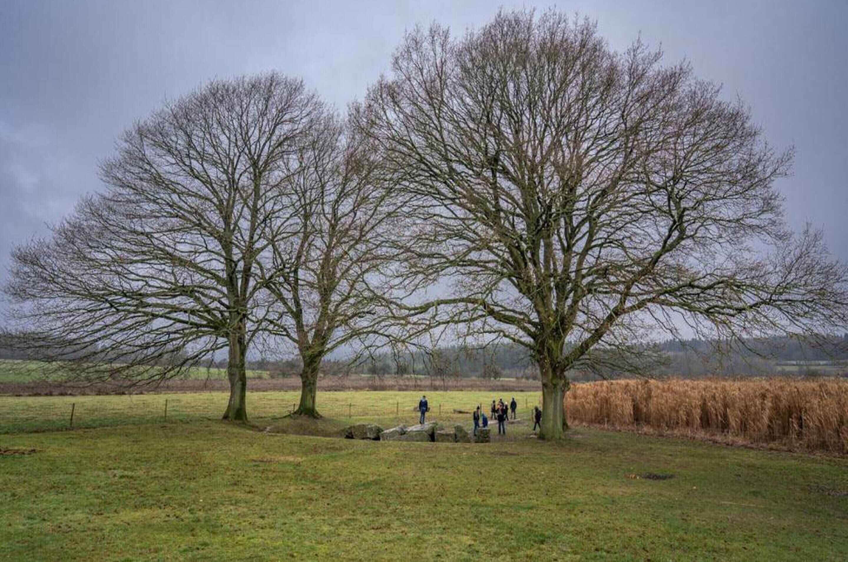 Un paisaje rural con dos árboles grandes y sin hojas, y un grupo de personas reunidas cerca.