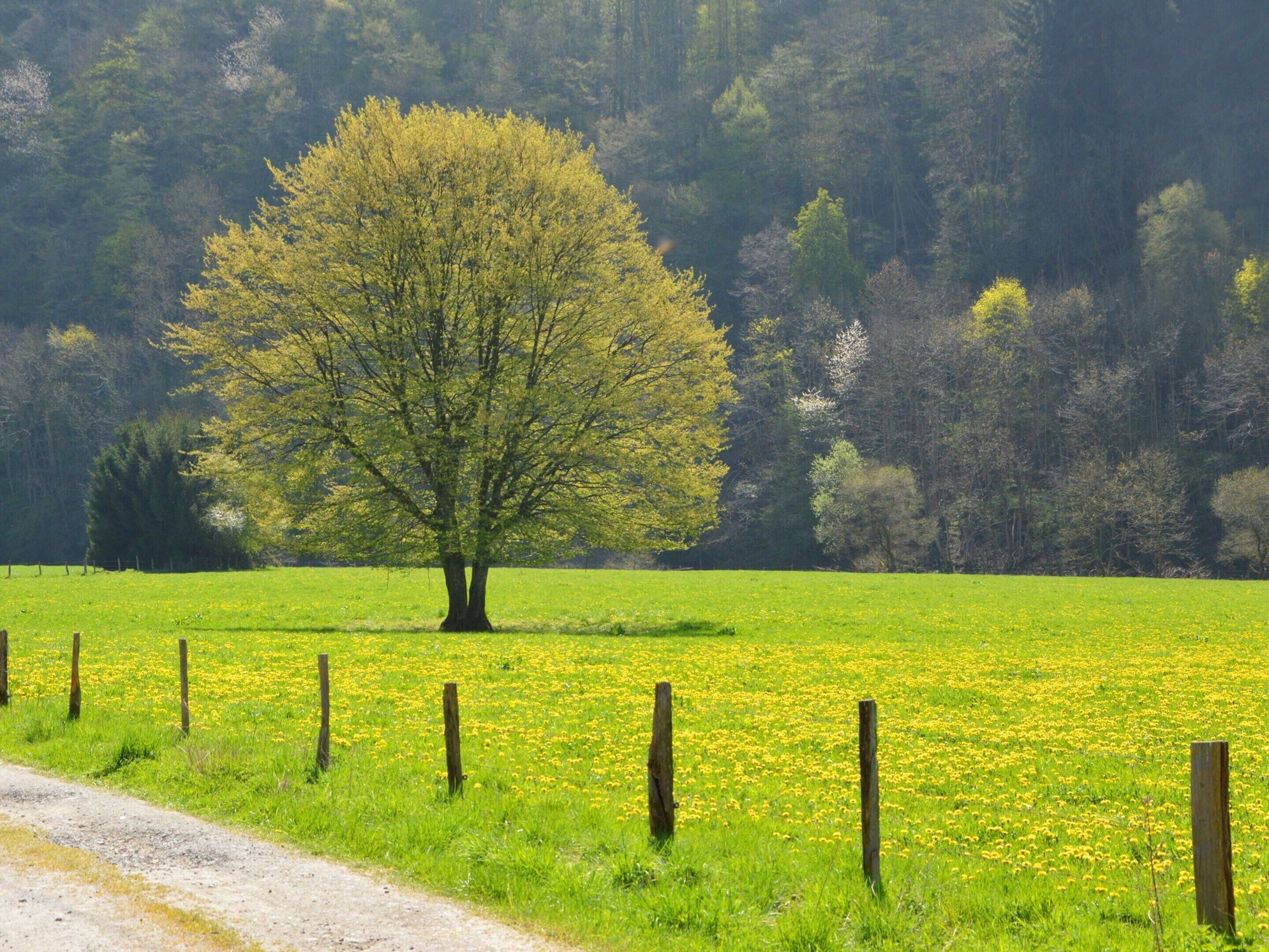 A tree in a field with a fence in the foreground.