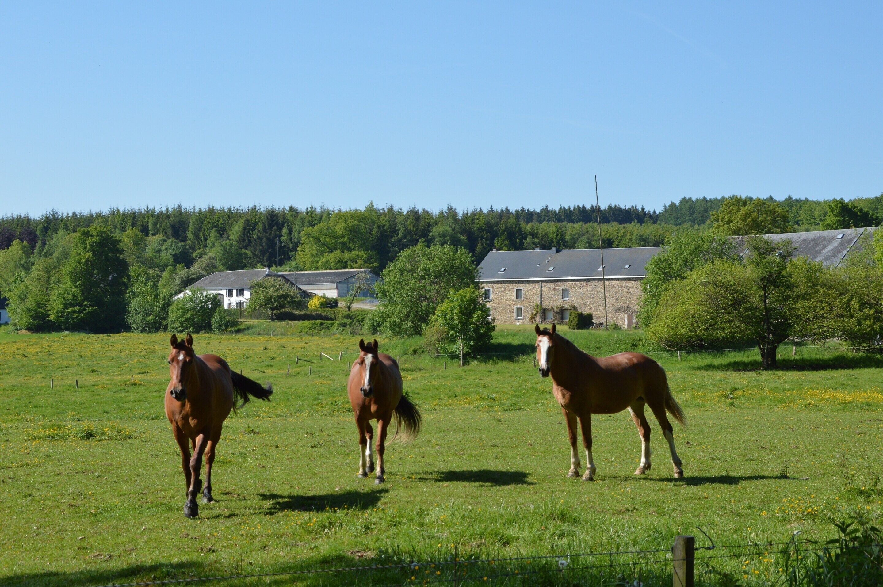 A grassy field with three horses and a building in the background.