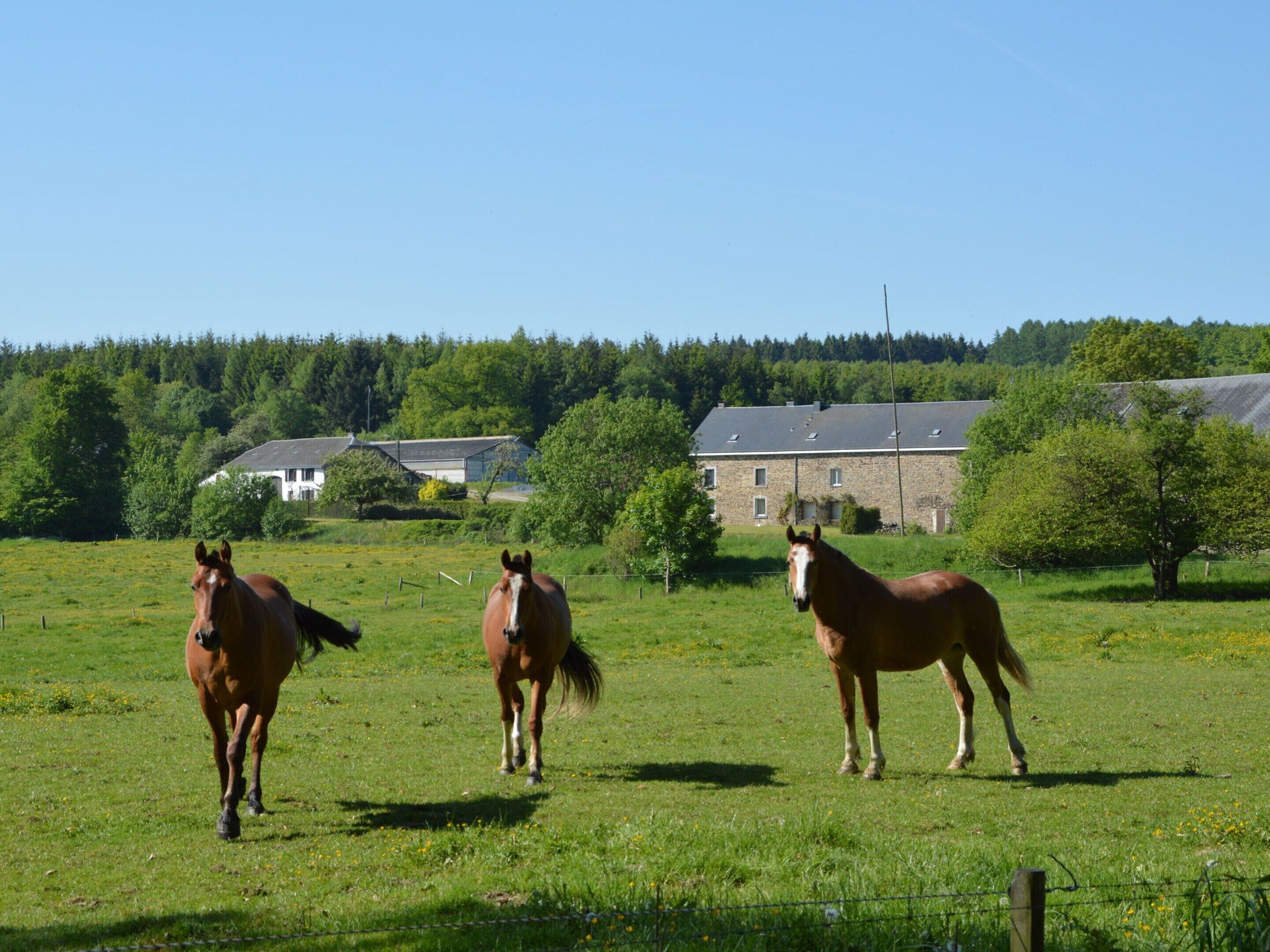 A grassy field with three horses and a building in the background.