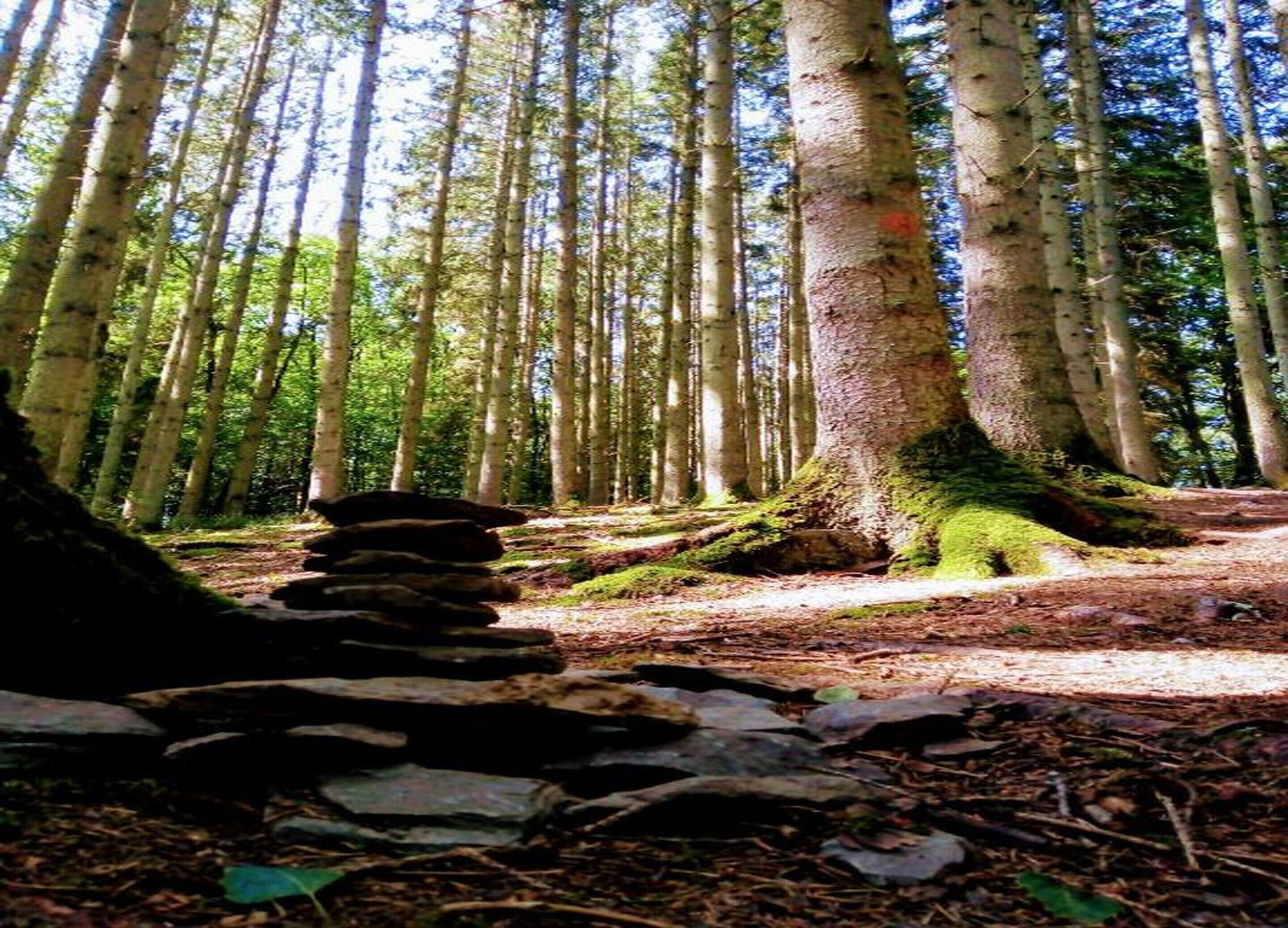 A forest with tall trees and a stone pathway.