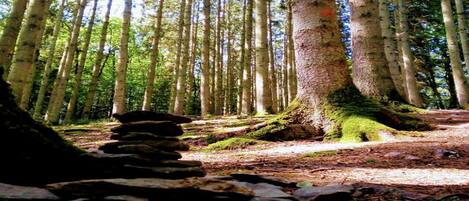 A forest with tall trees and a stone pathway.