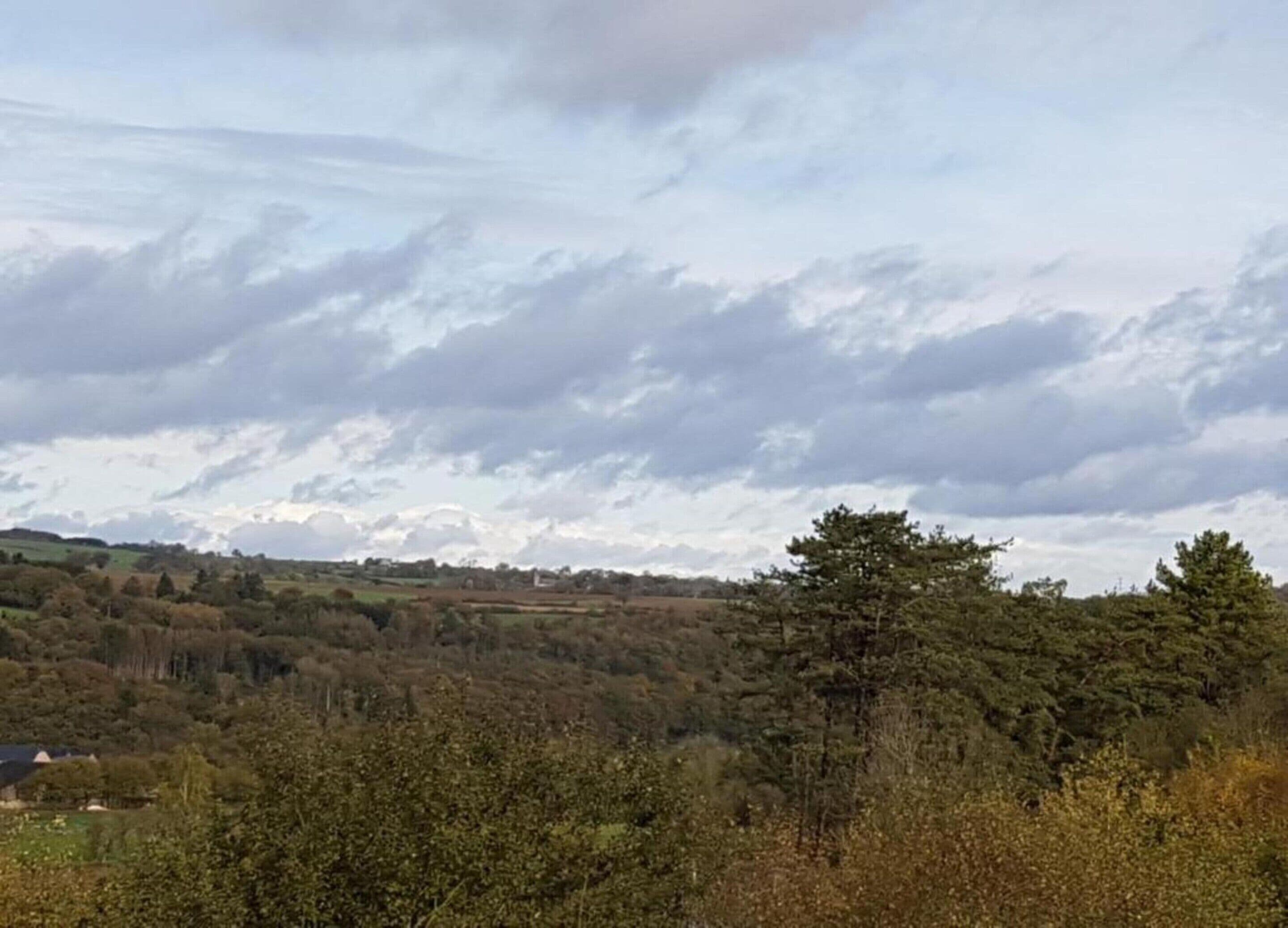 A landscape with a variety of trees and a cloudy sky.
