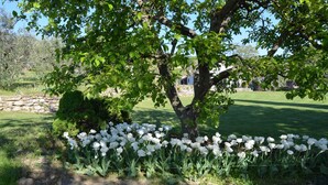 Ein Garten mit Baum und weißen Tulpen.