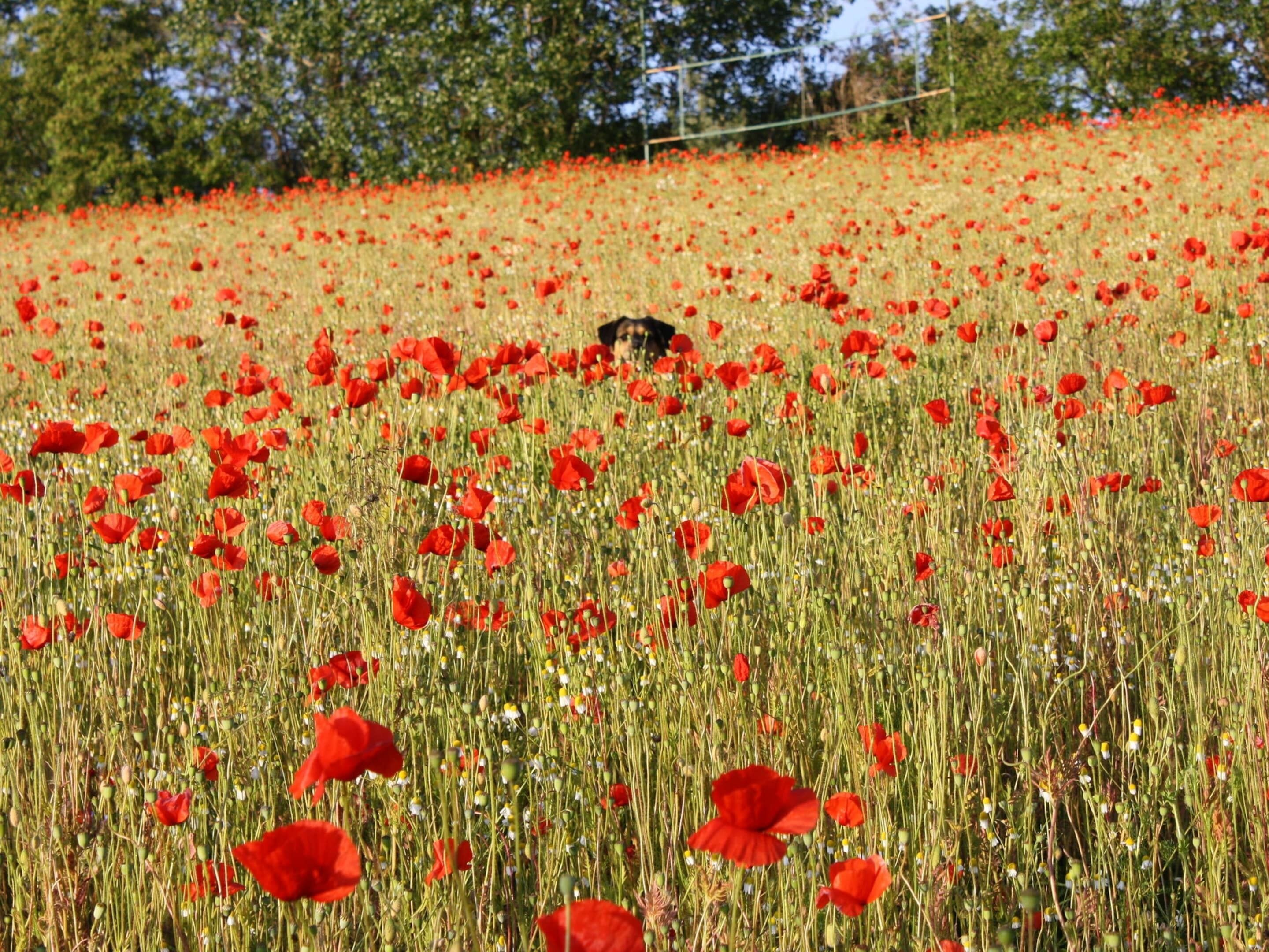 A field of red poppies with a dog in the distance.