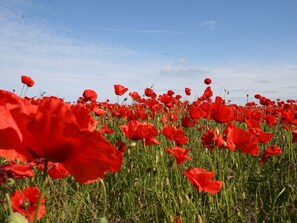 A field of red poppies under a clear sky. - Wohnung in Steffenshagen an der Ostsee (Steffenshagen)