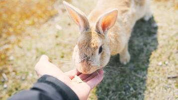 A close-up of a rabbit being fed by a person.