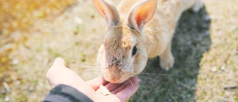 Primer plano de una persona alimentando a un conejo.