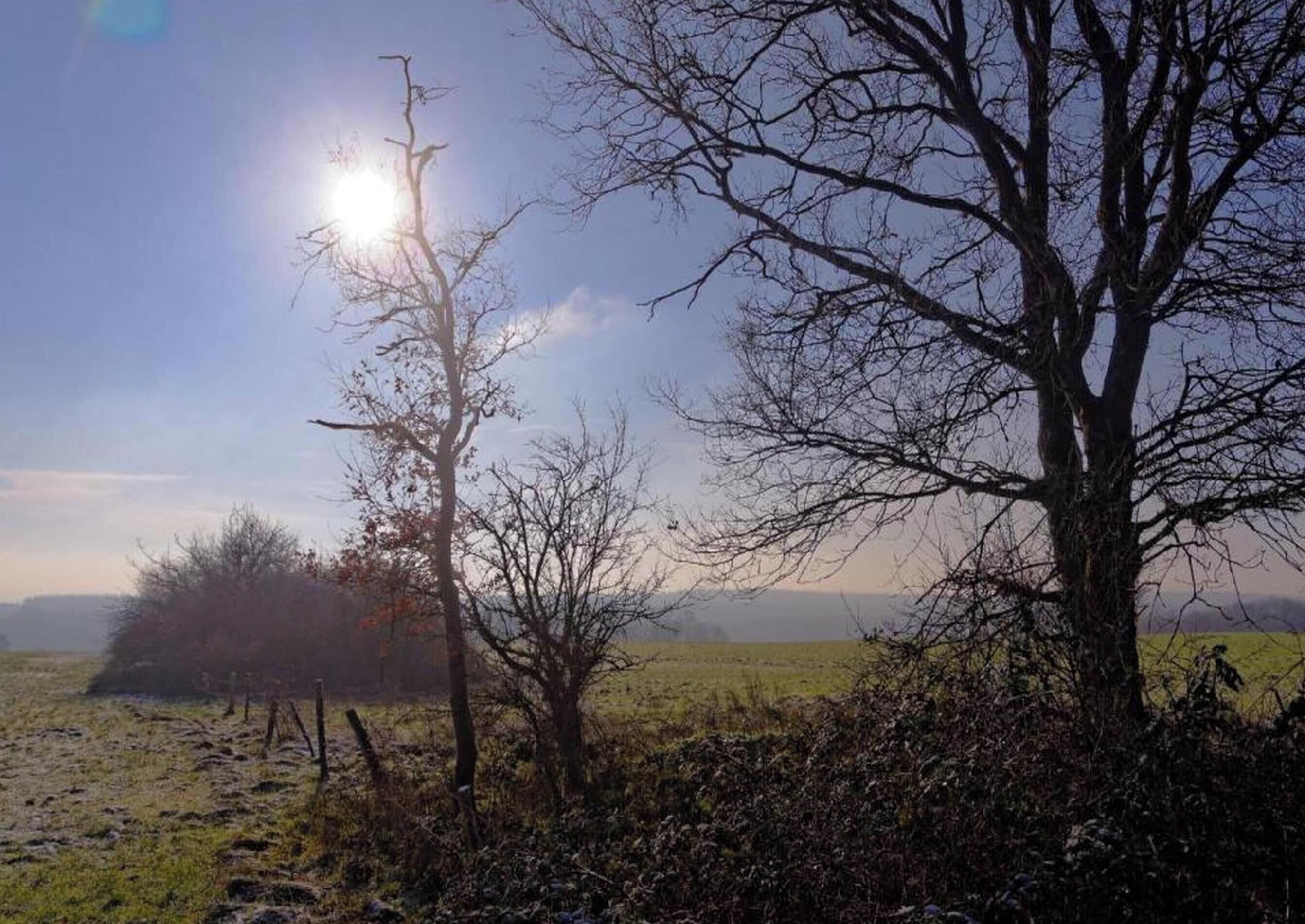 Een landelijk landschap met een grote boom en een kleinere boom op de voorgrond, een hek en een veld achterin.