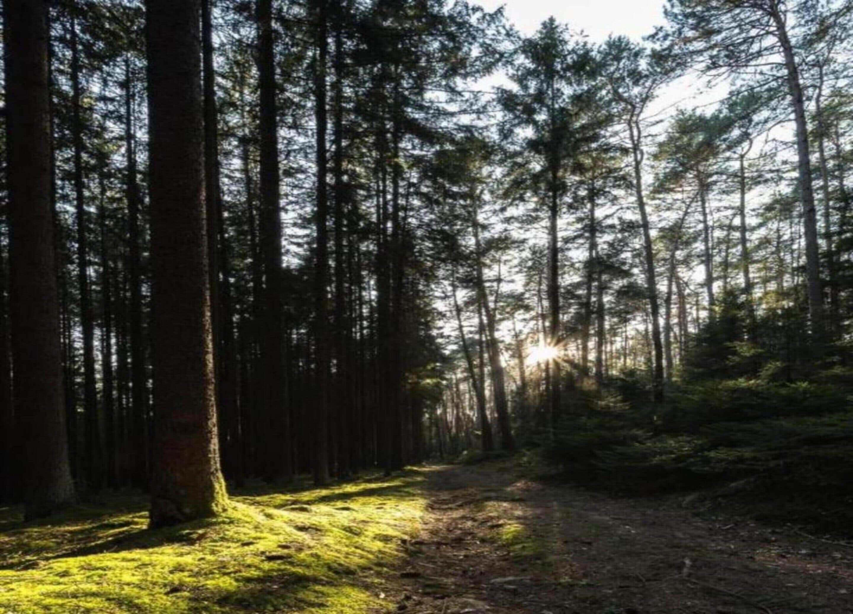 A forest path with tall trees and sunlight filtering through.