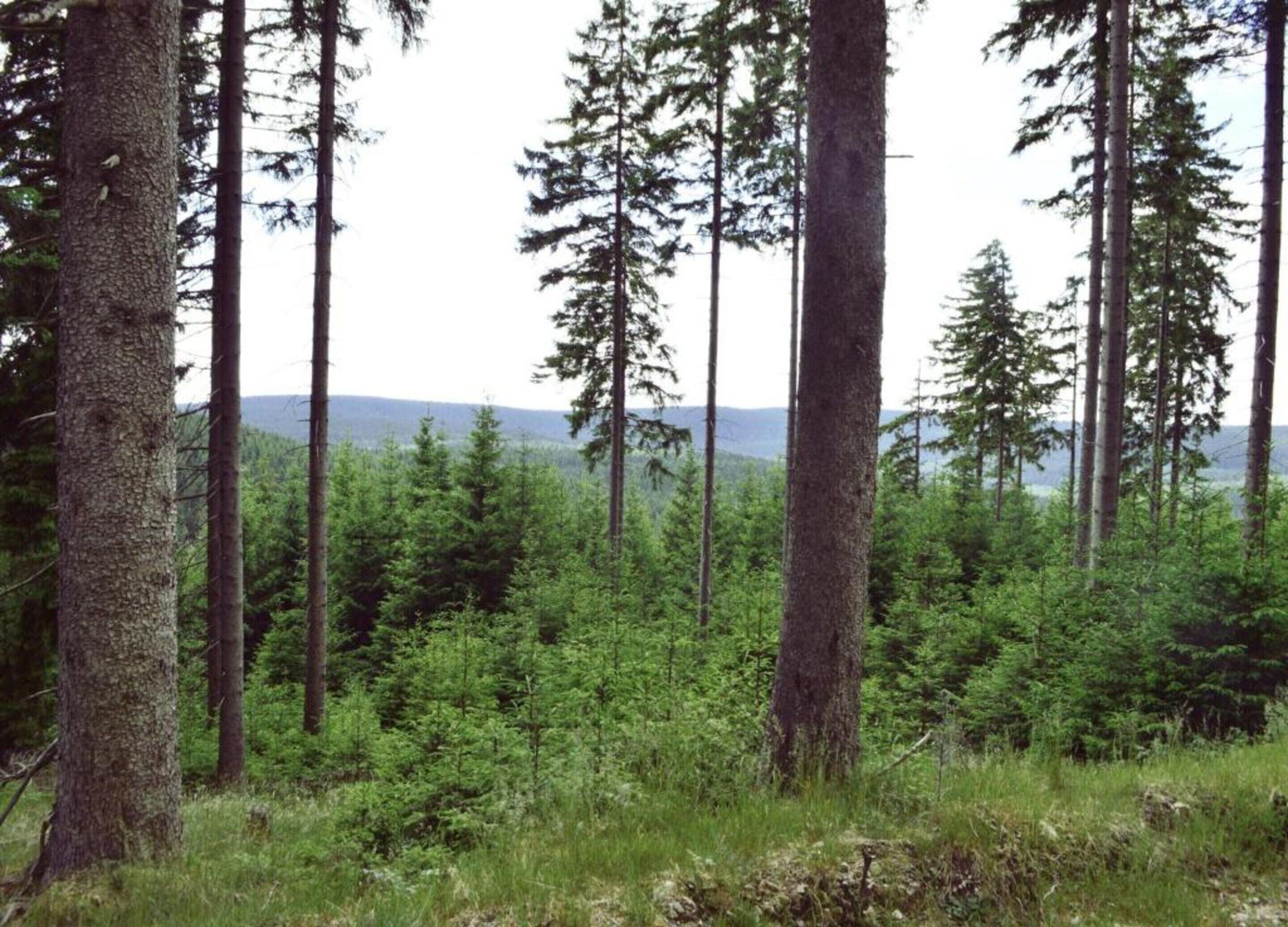 A forested area with tall trees and a view of distant mountains.