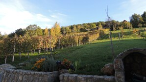 A vineyard with rows of grapevines, stone walls, and a stone oven.