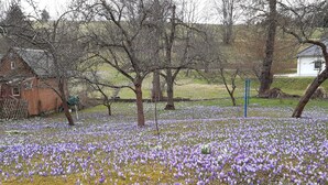 Camp de crocusos porpra en un paratge rural, amb arbres i una valla de fusta.