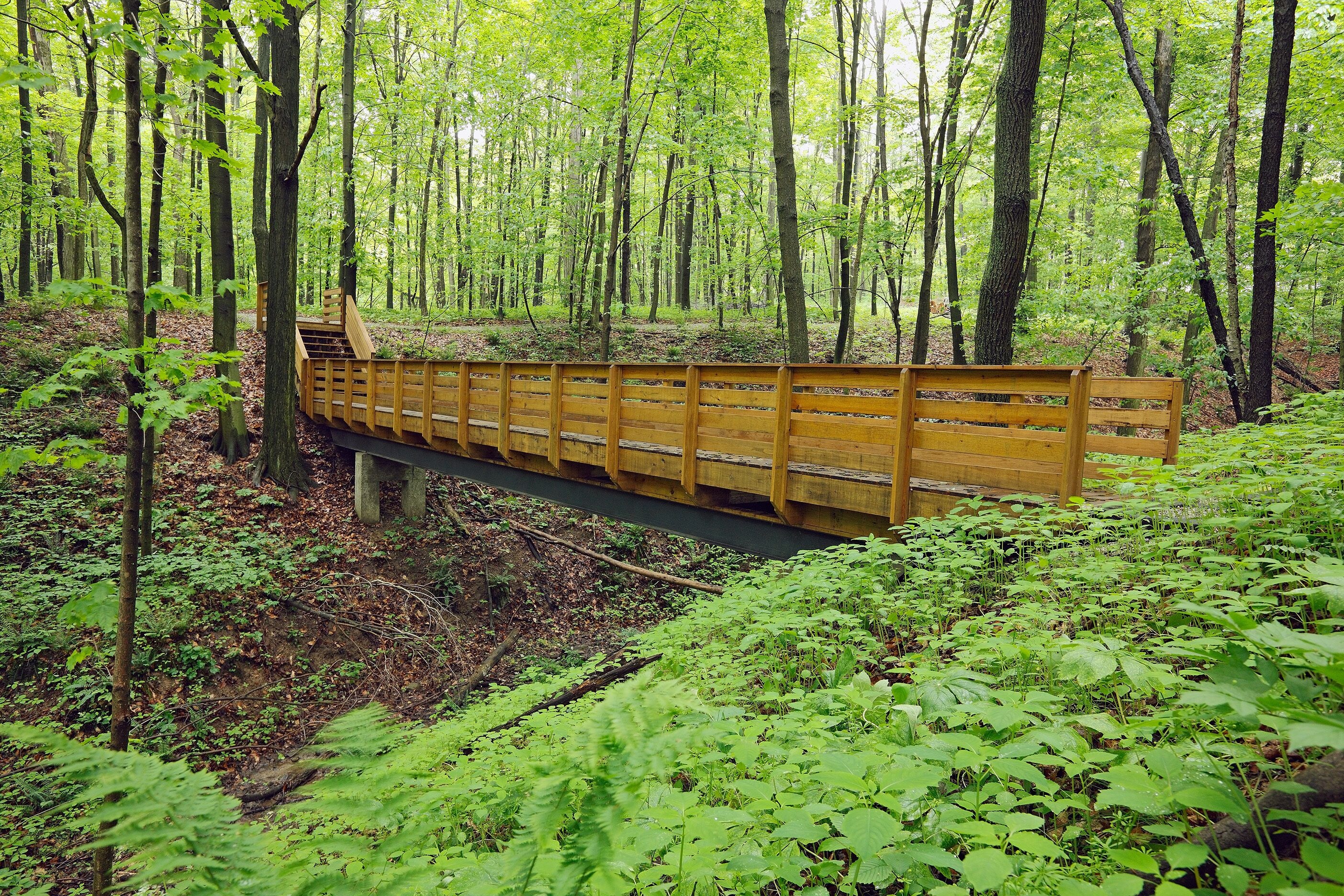 A wooden bridge in a forested area with dense greenery and trees.