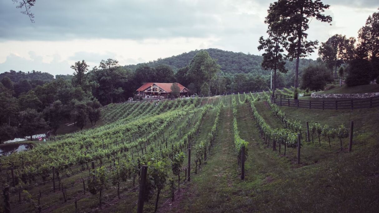 Ein Weinberg mit Rebenreihen und ein Gebäude mit rotem Dach im Hintergrund.