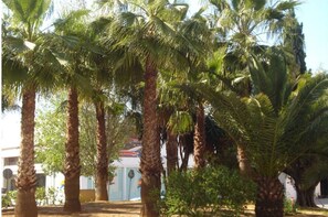 Escape to a tranquil oasis surrounded by tall palm trees and a charming building.