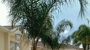 A residential area with a house, a driveway, and a palm tree.