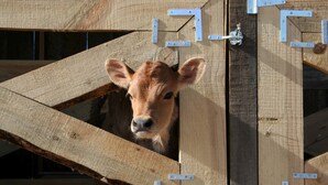A calf peeking through a wooden gate with metal hinges. - The Post Office Cabin, near Mercy Hotsprings. (Paicines)