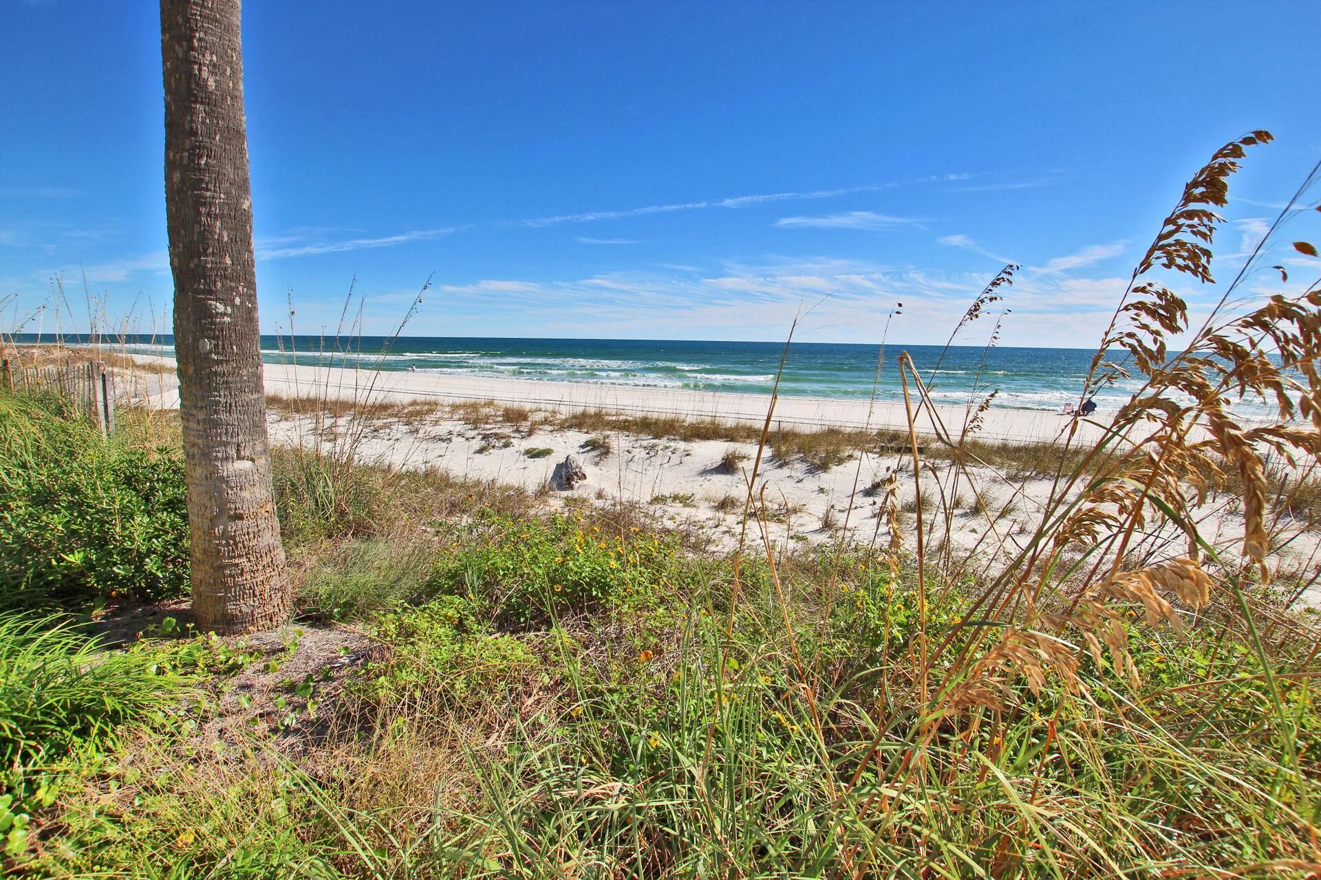 A beach with sand, seaweed, and a palm tree.