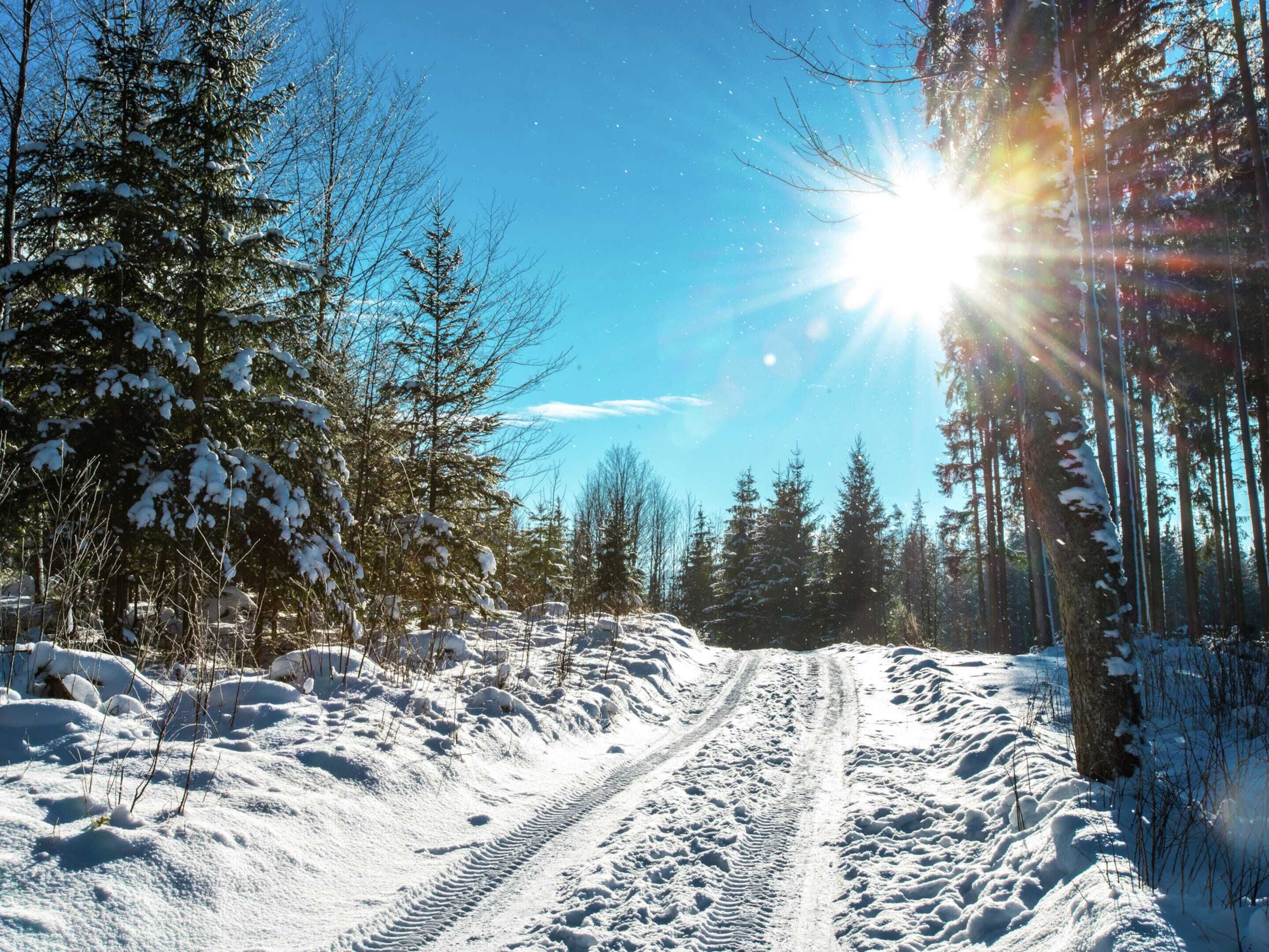 A snowy forest path with a clear sky and sunlight filtering through the trees.