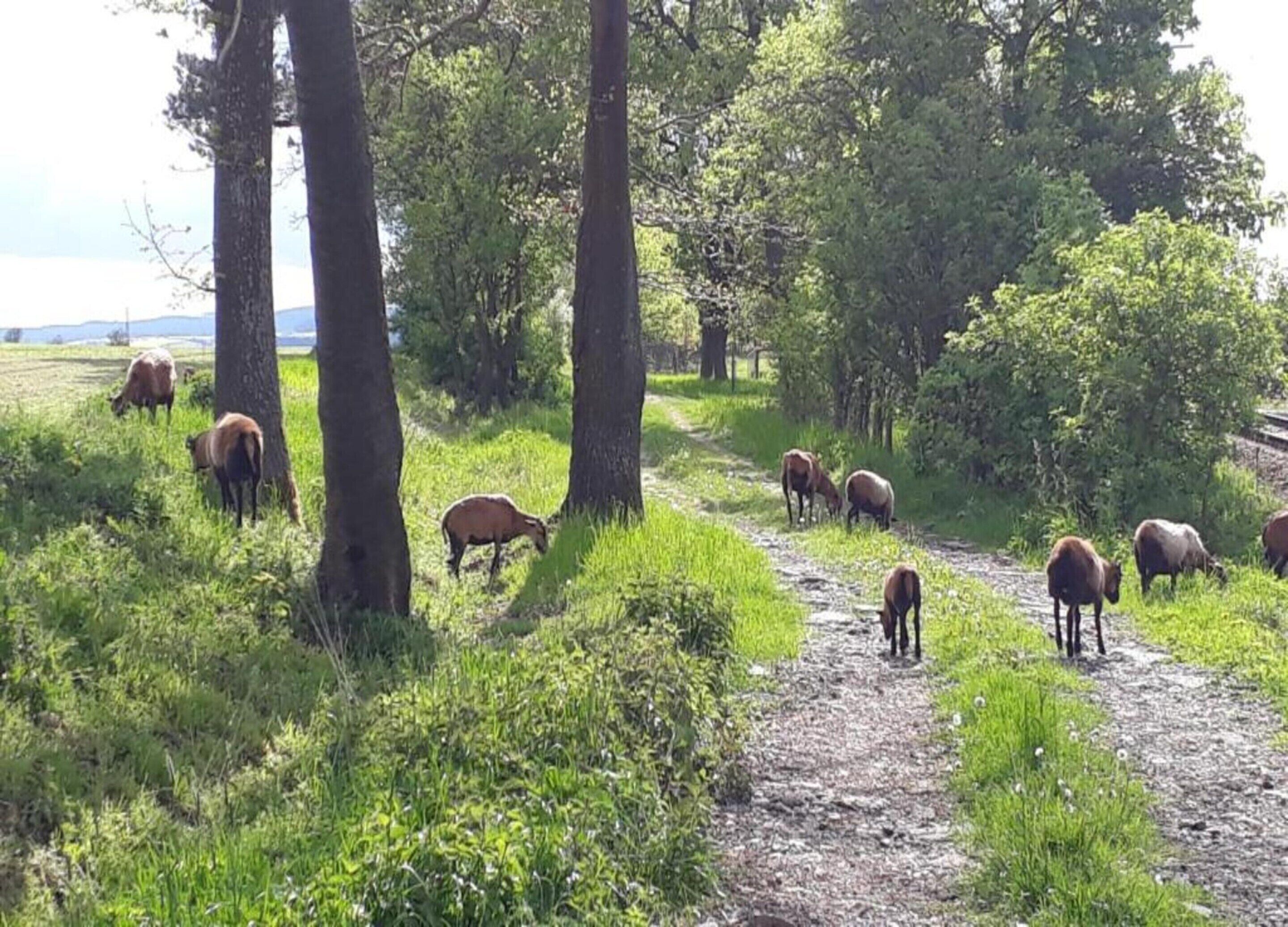 A rural path with trees and grazing animals.