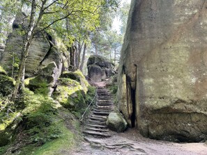 A forested area with a stone staircase leading up a rocky path.