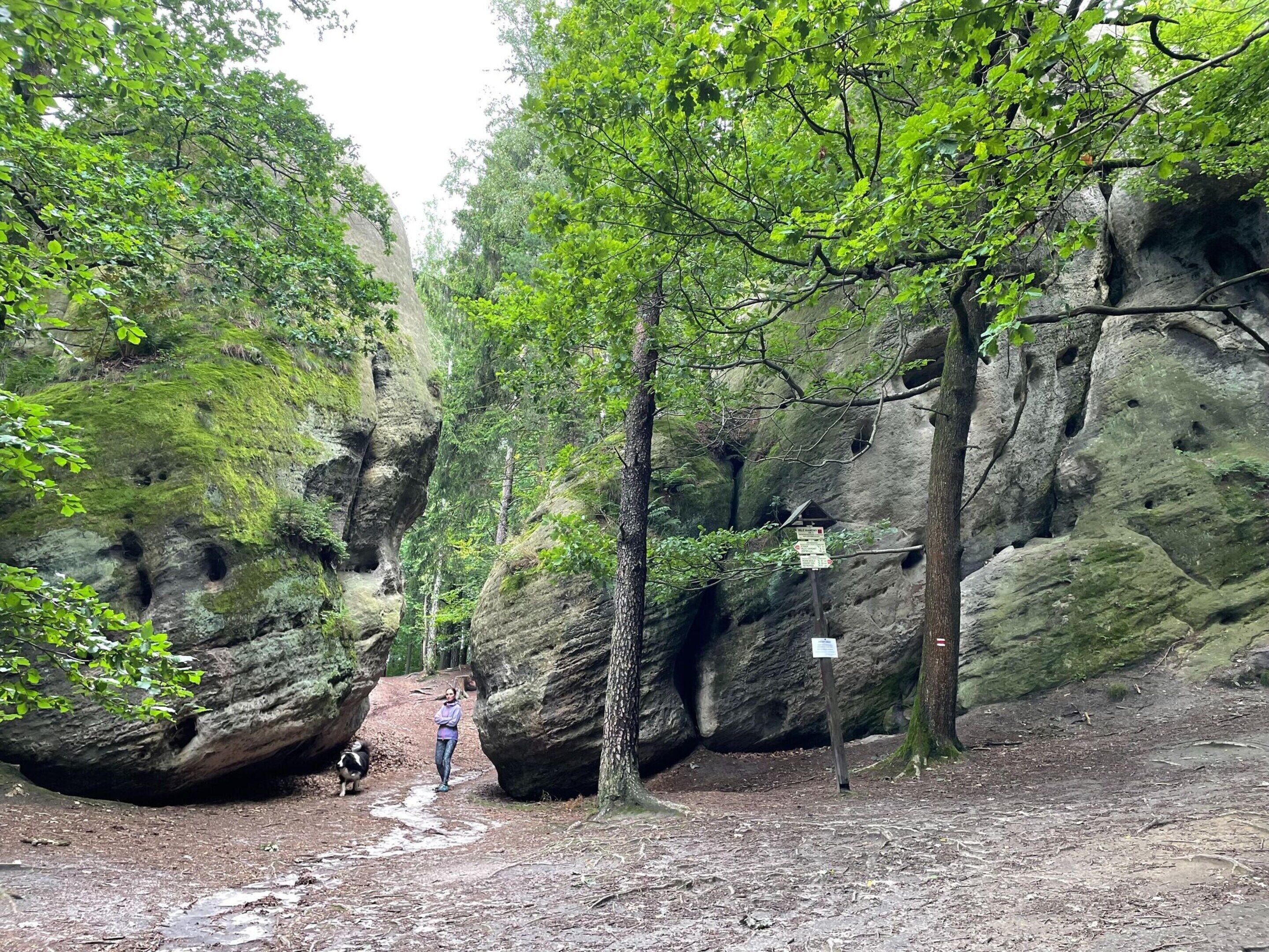 A forested area with a rocky path, a dog, and a person walking.