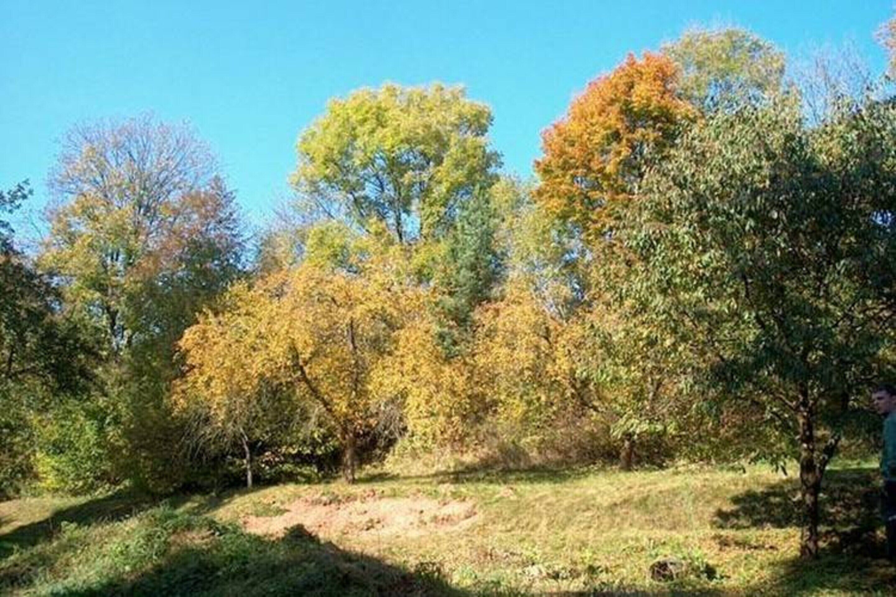 Un paysage naturel composé d’arbres et d’une zone herbeuse.