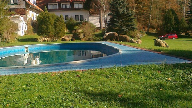 Une piscine à bords incurvés, entourée d’une pelouse et d’une maison au toit rouge.