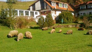 Un paysage rural avec une maison et un champ verdoyant où paissent des moutons.
