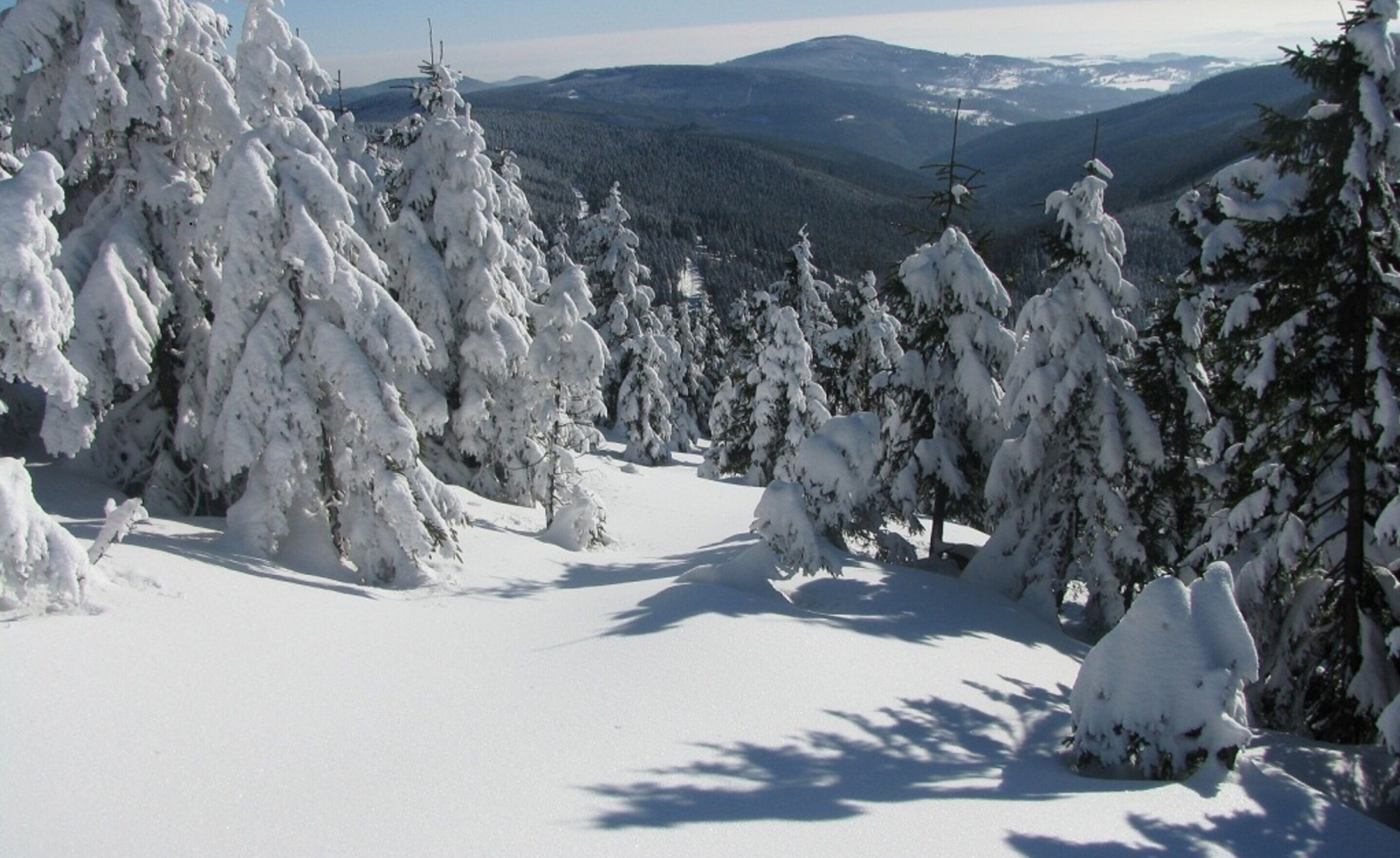 A snowy landscape with dense evergreen trees and a clear view of distant mountains.