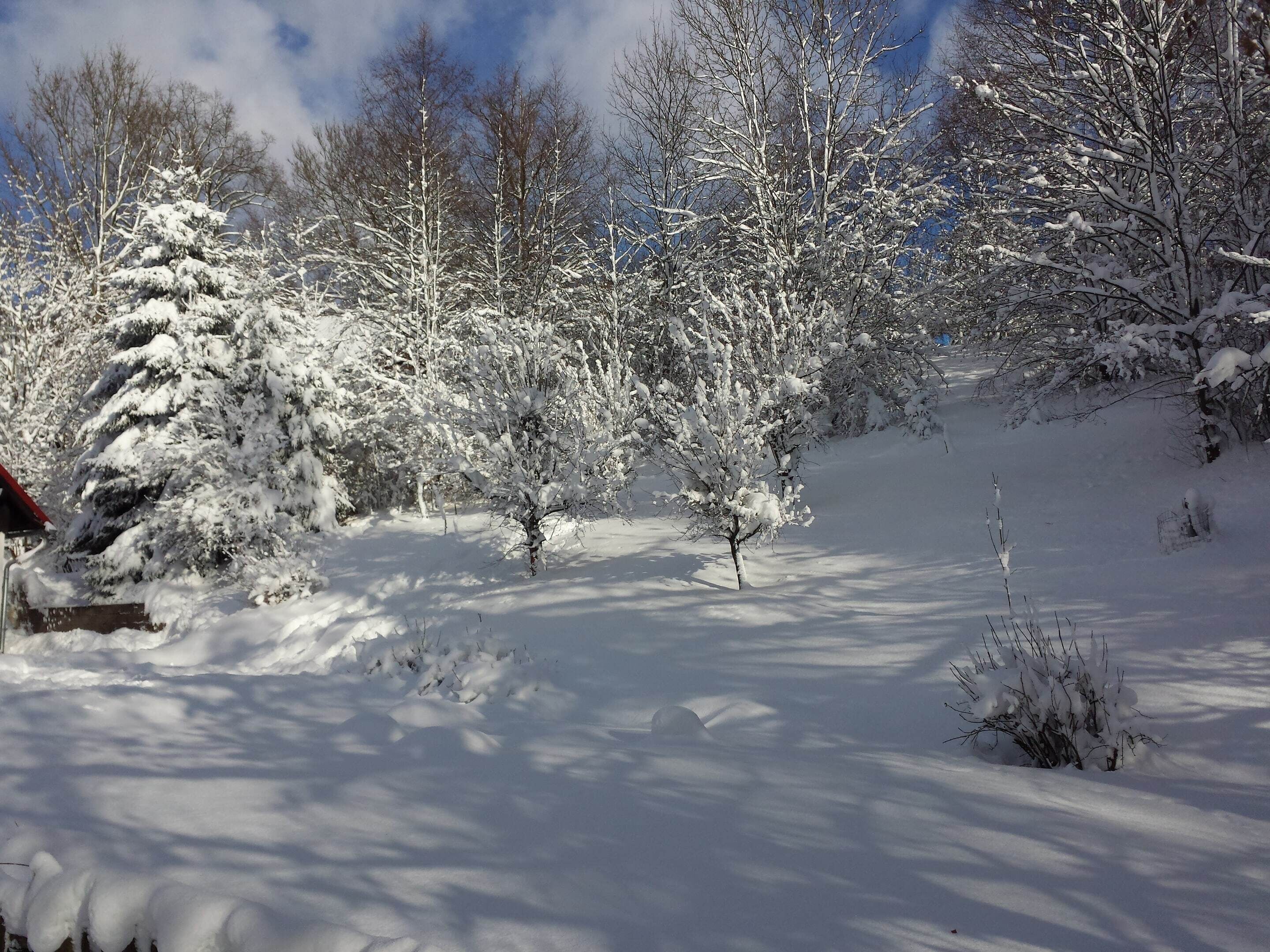 Schneebedeckte Landschaft mit Bäumen und einem Gebäude.